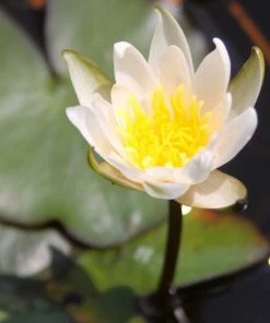 Roots Plants Shop 26 Roots Plants Dwarf Water Lily 'Snow Princess' | Nymphaea | 2L Pot