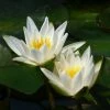 Roots Plants Dwarf Water Lily 'Snow Princess' | Nymphaea | 2L Pot 1 Roots Plants Dwarf Water Lily 'Snow Princess' | Nymphaea | 2L Pot