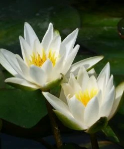Roots Plants Dwarf Water Lily'Snow Princess' | Nymphaea | 2L Pot