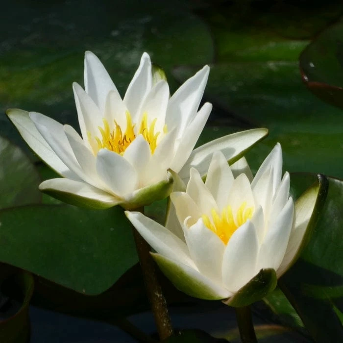 Roots Plants Dwarf Water Lily 'Snow Princess' | Nymphaea | 2L Pot 3 Roots Plants Dwarf Water Lily 'Snow Princess' | Nymphaea | 2L Pot