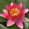 Roots Plants Water Lily 'Vesuve' | Nymphaea | 3L Pot 1 Roots Plants Water Lily 'Vesuve' | Nymphaea | 3L Pot