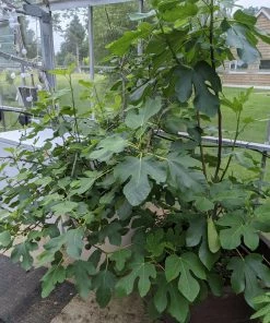 Roots Plants Brown Turkey Fig Tree Fruits