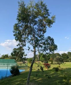 Roots Plants Snow Gum Tree | Eucalyptus Pauciflora 'Niphophila' Trees & Shrubs