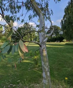 Roots Plants Snow Gum Tree | Eucalyptus Pauciflora 'Niphophila' Trees & Shrubs