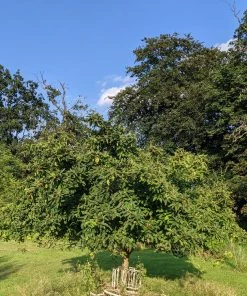 Roots Plants Fruits Nottingham Medlar Tree 12 Roots Plants Fruits Nottingham Medlar Tree