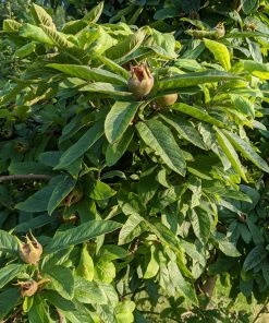 Roots Plants Fruits Nottingham Medlar Tree 11 Roots Plants Fruits Nottingham Medlar Tree