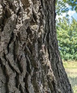 Roots Plants English Oak Tree | Quercus Robur Trees & Shrubs 10 Roots Plants English Oak Tree | Quercus Robur Trees & Shrubs