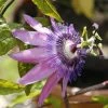 Roots Plants Other Climbing Plants Passiflora Amethyst Lavender Lady 3L 2 Roots Plants Other Climbing Plants Passiflora Amethyst Lavender Lady 3L