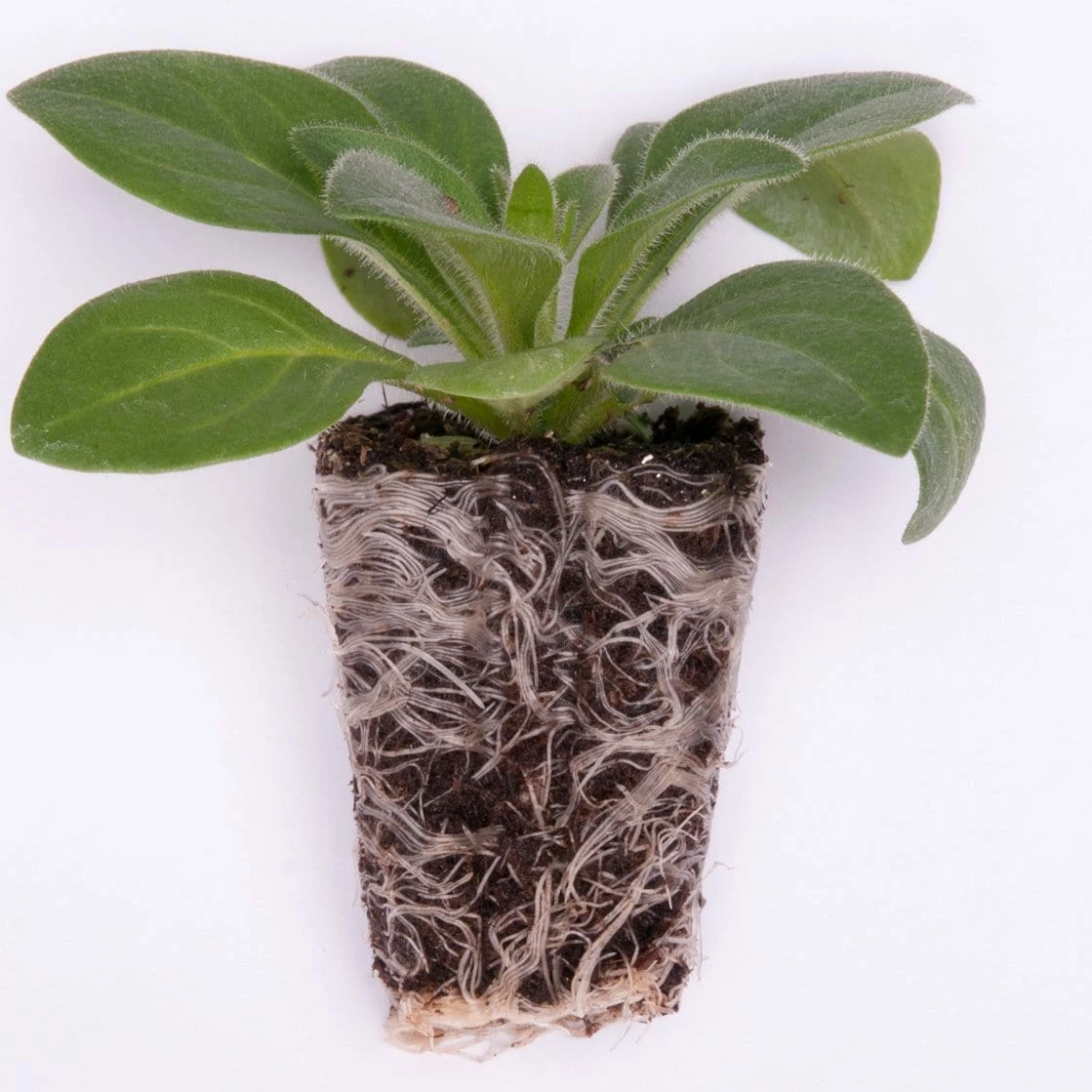 Roots Plants Petunia Tumbelina 'Raphaella' Jumbo Plug Plants Petunias 6 Roots Plants Petunia Tumbelina 'Raphaella' Jumbo Plug Plants Petunias