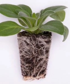 Roots Plants Petunias Petunia Surfinia 'Purple Variegated' Jumbo Plug Plants 9 Roots Plants Petunias Petunia Surfinia 'Purple Variegated' Jumbo Plug Plants