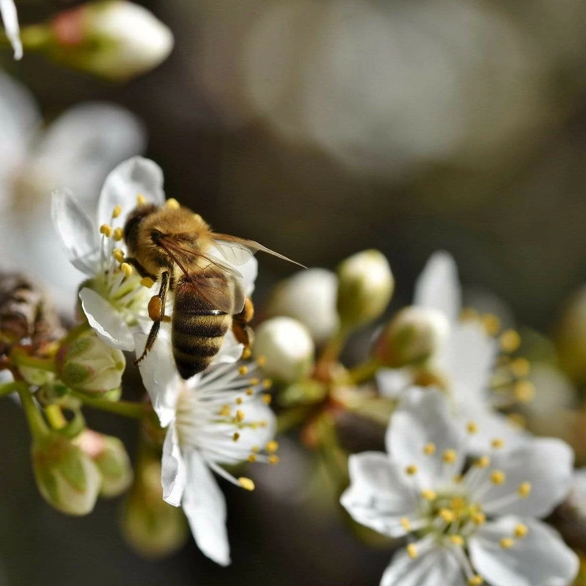 Roots Plants Mirabelle De Nancy Plum Tree 6 Roots Plants Mirabelle De Nancy Plum Tree