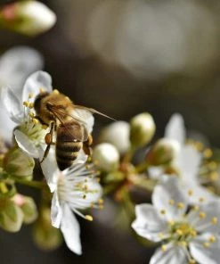 Roots Plants Fruits Shropshire Prune Damson Tree