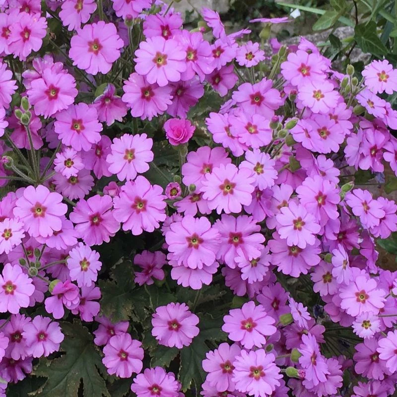 Roots Plants Primula 'Ooh La La Pastel Pink' 3L Pot 4 Roots Plants Primula 'Ooh La La Pastel Pink' 3L Pot
