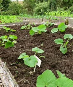 Roots Plants 3 Organic 'Jack O' Lantern' Pumpkin Plants All Vegetable Plants 10 Roots Plants 3 Organic 'Jack O' Lantern' Pumpkin Plants All Vegetable Plants