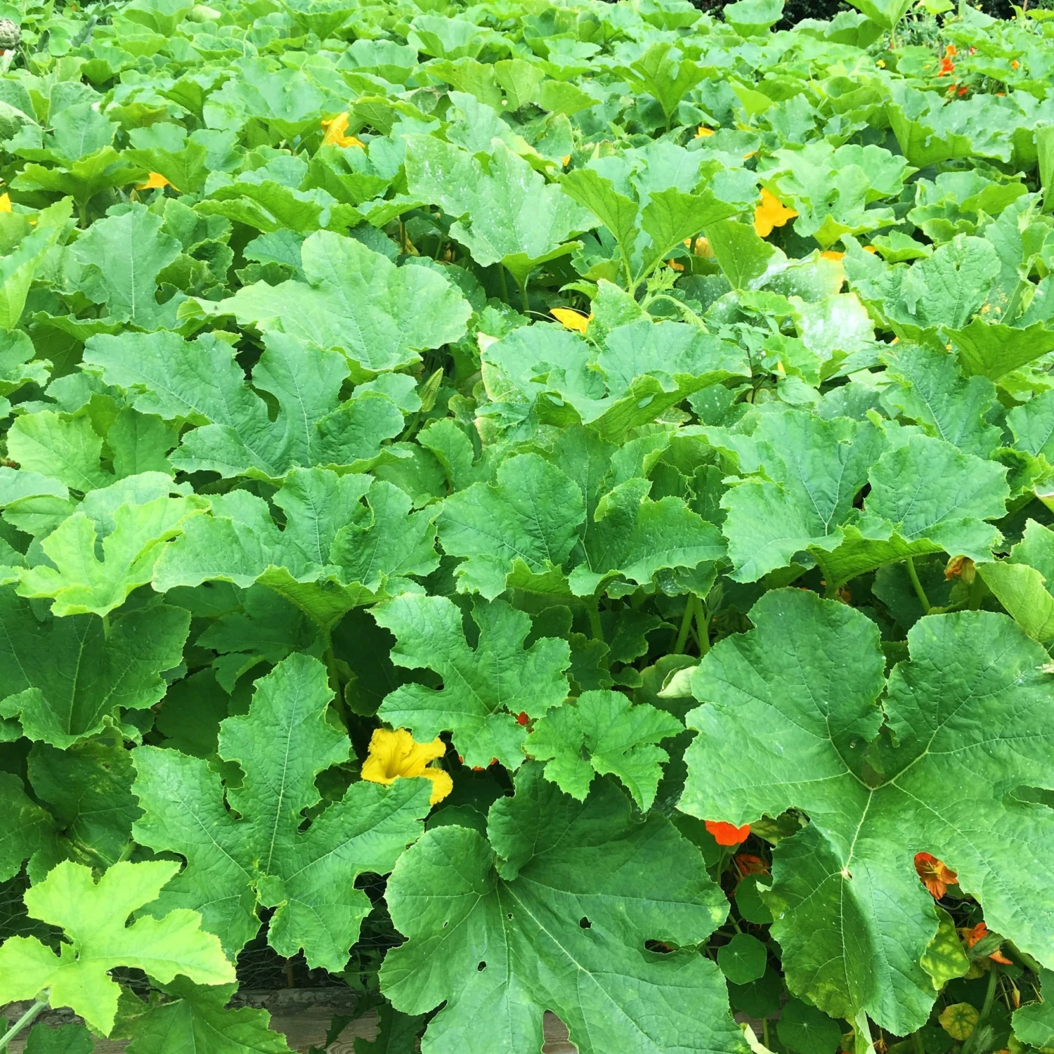 Roots Plants 3 Organic 'Sweet Dumpling' Winter Squash Plants 10 Roots Plants 3 Organic 'Sweet Dumpling' Winter Squash Plants