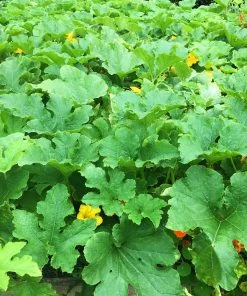 Roots Plants 3 Organic 'Cornells Bush Delicata' Winter Squash Plants