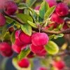 Roots Plants Trees & Shrubs Red Sentinel' Crabapple Tree 1 Roots Plants Trees & Shrubs Red Sentinel' Crabapple Tree