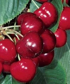 Roots Plants Regina Cherry Tree