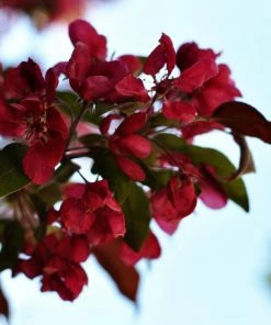 Roots Plants Royalty Crabapple Tree Fruits