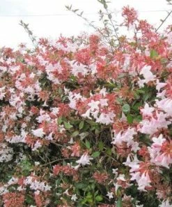 Roots Plants Shop 32 Roots Plants Abelia Grandiflora