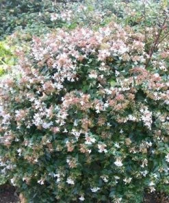 Roots Plants Abelia Grandiflora 10 Roots Plants Abelia Grandiflora