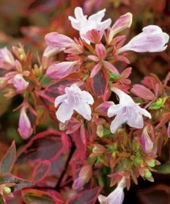 Roots Plants Shop 34 Roots Plants Abelia Sunshine Daydream