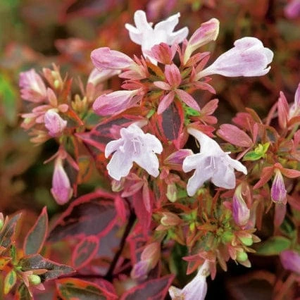 Roots Plants Abelia Sunshine Daydream 4 Roots Plants Abelia Sunshine Daydream