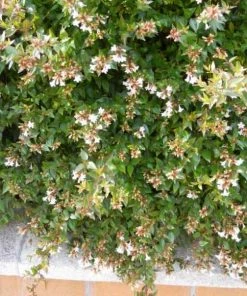 Roots Plants Abelia Sunshine Daydream 10 Roots Plants Abelia Sunshine Daydream