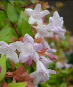 Roots Plants Abelia Sunshine Daydream 11 Roots Plants Abelia Sunshine Daydream