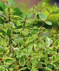 Roots Plants Abelia Sunshine Daydream 12 Roots Plants Abelia Sunshine Daydream