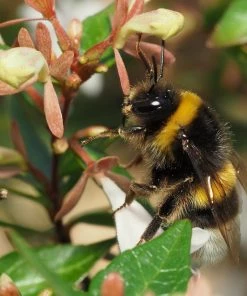 Roots Plants Abelia Sunshine Daydream 13 Roots Plants Abelia Sunshine Daydream