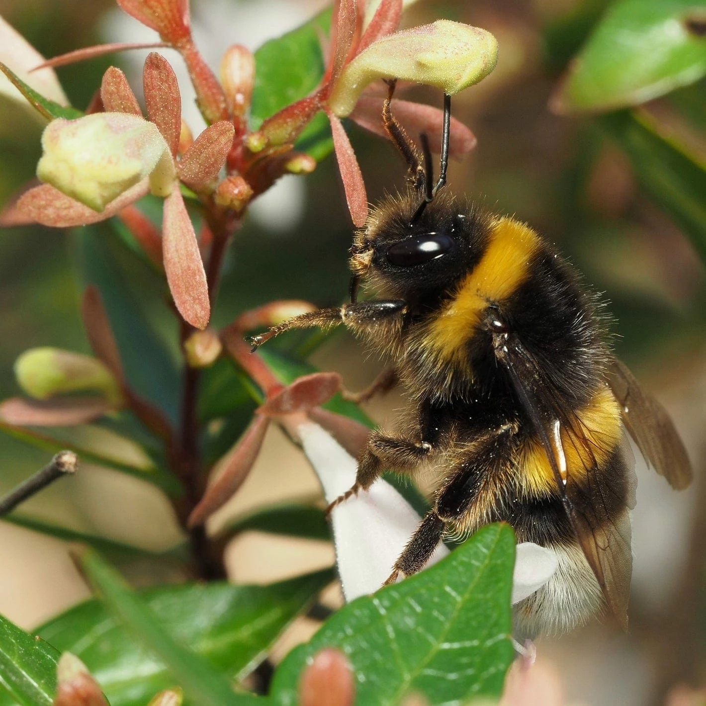 Roots Plants Abelia Sunshine Daydream 8 Roots Plants Abelia Sunshine Daydream