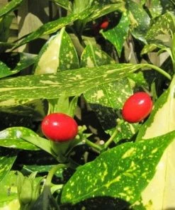 Roots Plants Aucuba Japonica Crotonifolia All Shrubs 7 Roots Plants Aucuba Japonica Crotonifolia All Shrubs