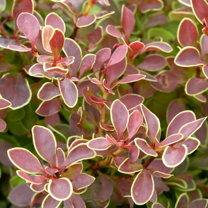 Roots Plants All Shrubs Berberis 'Admiration' | Japanese Barberry 4 Roots Plants All Shrubs Berberis 'Admiration' | Japanese Barberry