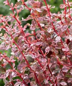 Roots Plants Berberis 'Harlequin' | Japanese Barberry