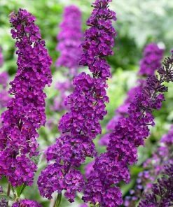 Roots Plants Buddleja Davidii Royal Red | Butterfly Bush