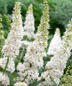 Roots Plants Buddleja Davidii White Profusion | Butterfly Bush