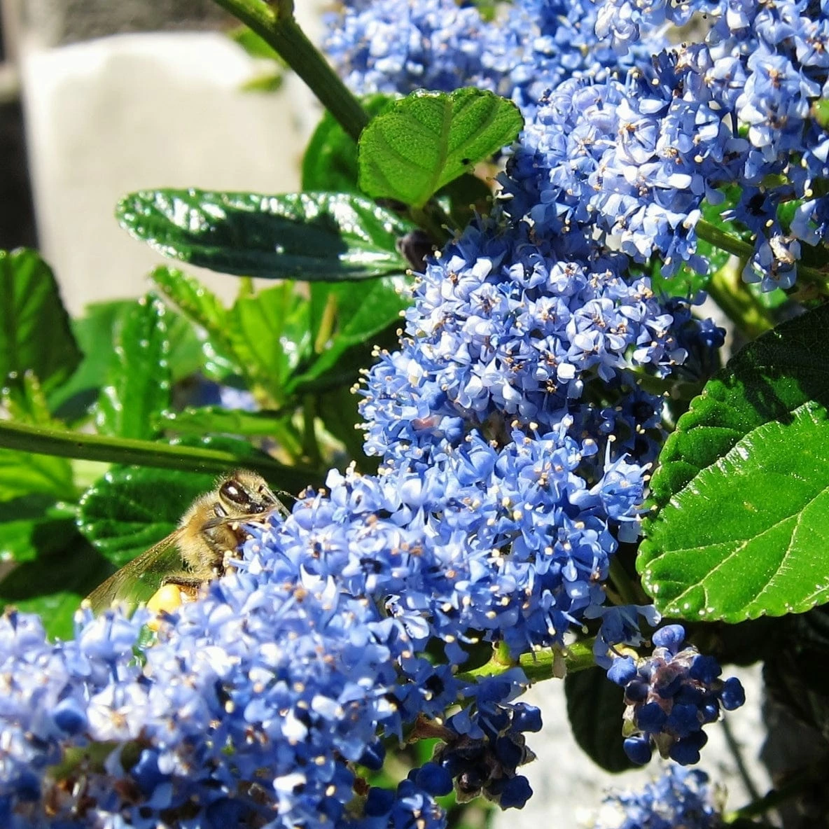Roots Plants Ceanothus Southmead 4 Roots Plants Ceanothus Southmead