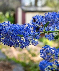 Roots Plants Ceanothus Southmead 9 Roots Plants Ceanothus Southmead
