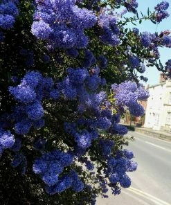Roots Plants Ceanothus Southmead 10 Roots Plants Ceanothus Southmead