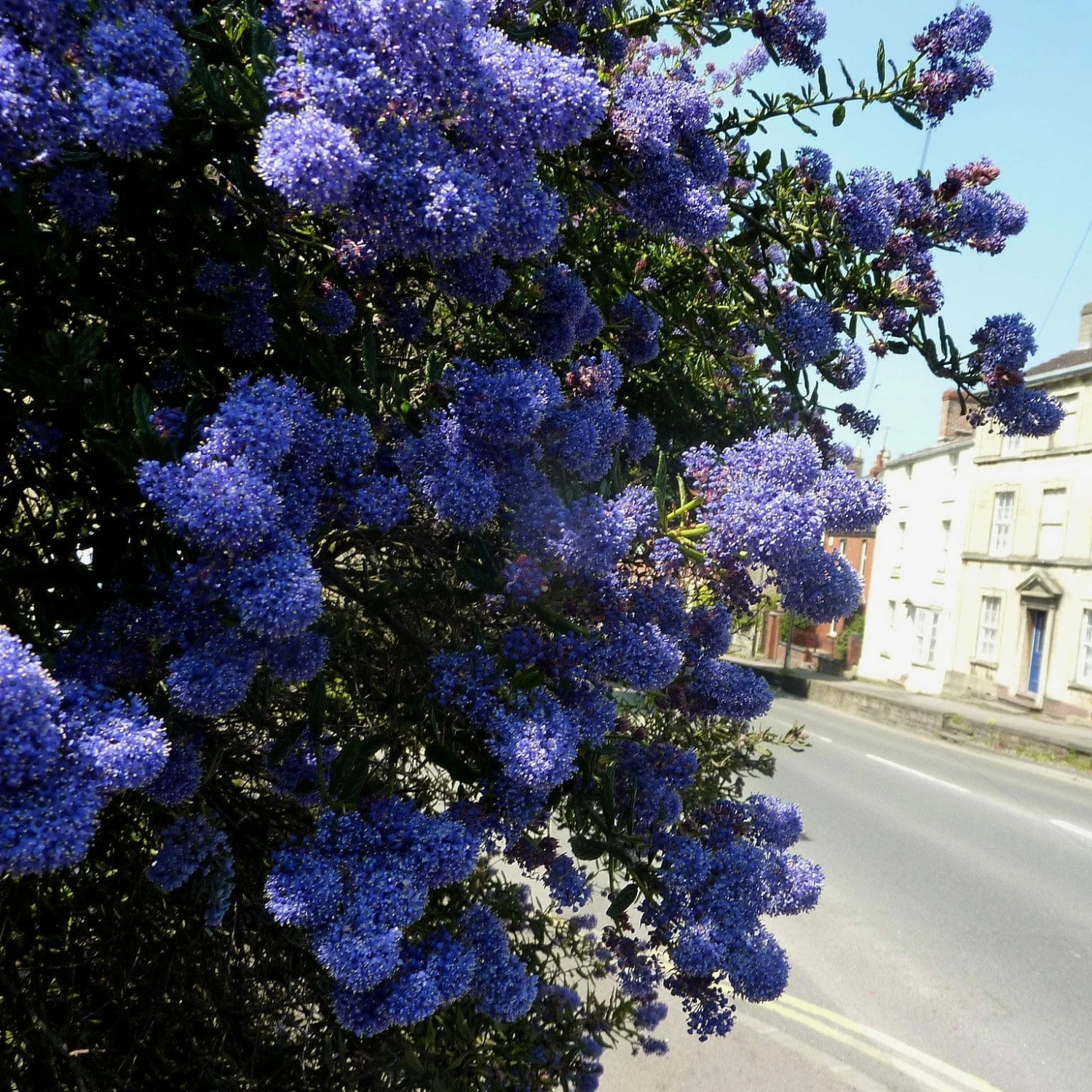 Roots Plants Ceanothus Southmead 6 Roots Plants Ceanothus Southmead