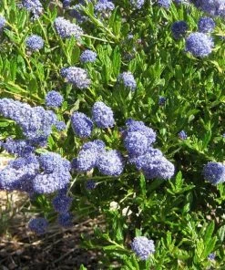 Roots Plants Ceanothus Southmead 11 Roots Plants Ceanothus Southmead