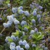 Roots Plants Ceanothus Thrysiflorus Repens 1 Roots Plants Ceanothus Thrysiflorus Repens