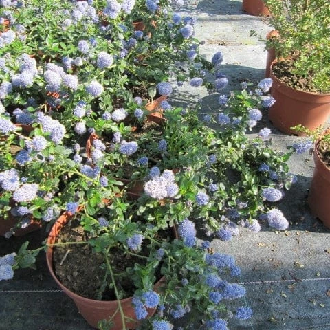 Roots Plants Ceanothus Thrysiflorus Repens 5 Roots Plants Ceanothus Thrysiflorus Repens