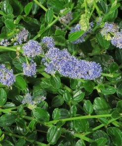 Roots Plants Ceanothus Thrysiflorus Repens 12 Roots Plants Ceanothus Thrysiflorus Repens