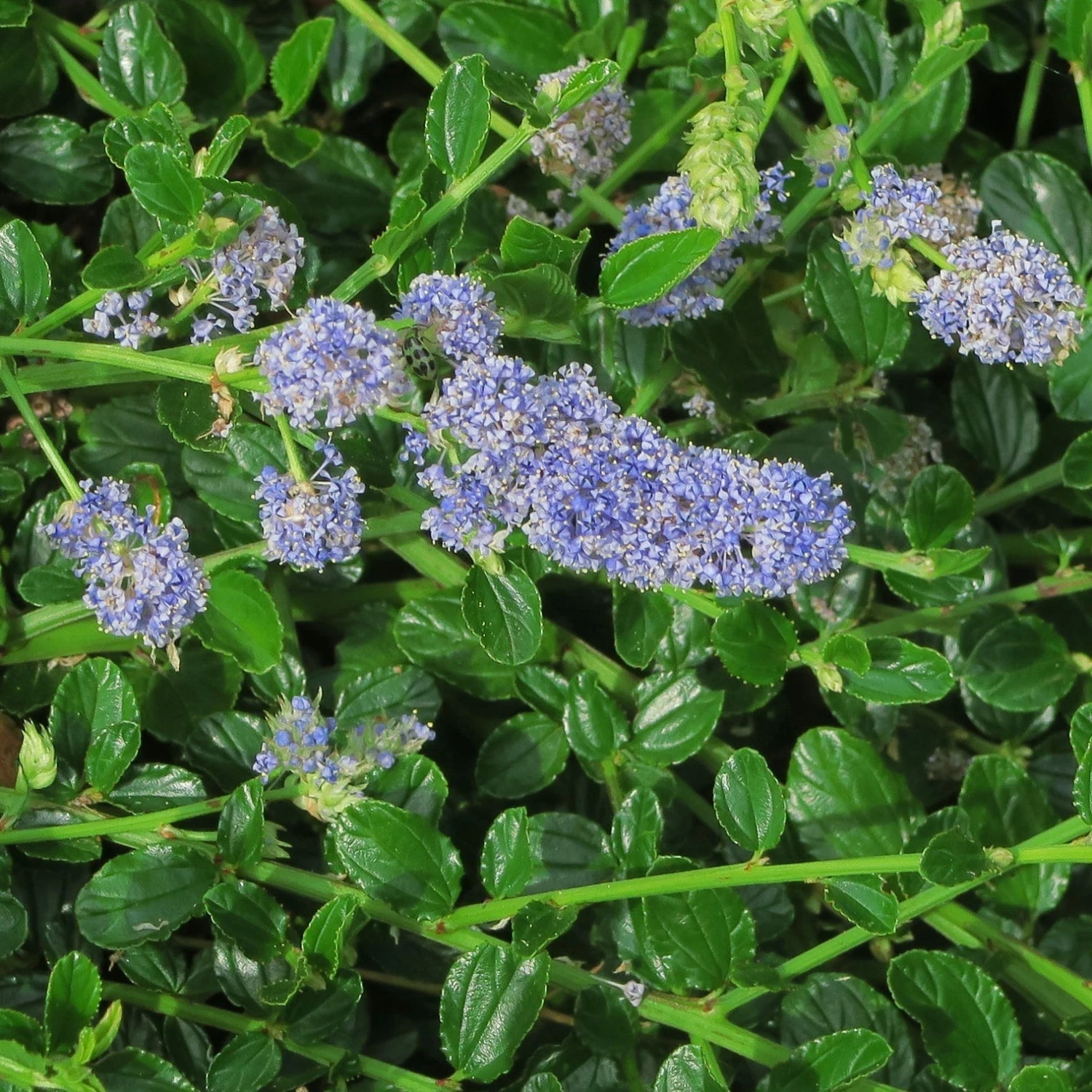 Roots Plants Ceanothus Thrysiflorus Repens 7 Roots Plants Ceanothus Thrysiflorus Repens