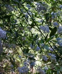 Roots Plants Ceanothus Thrysiflorus Repens 13 Roots Plants Ceanothus Thrysiflorus Repens