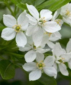 Roots Plants All Shrubs Mexican Orange Blossom | Choisya Ternata