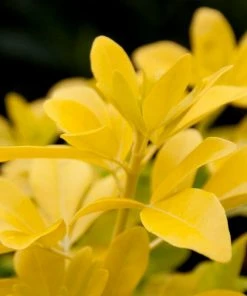 Roots Plants Mexican Orange Blossom'Sundance' | Choisya Ternata All Shrubs