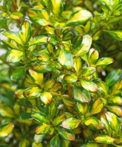 Roots Plants Coprosma Lemon And Lime